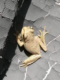 High angle view of snake