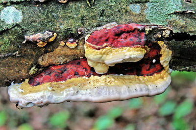 Close up of wood