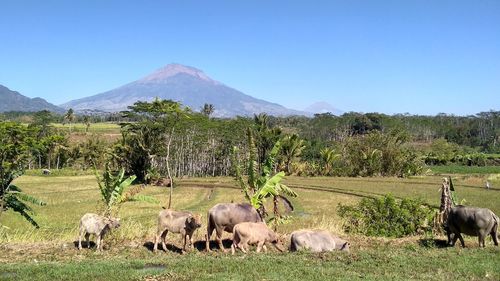 Buffalo in farmland,