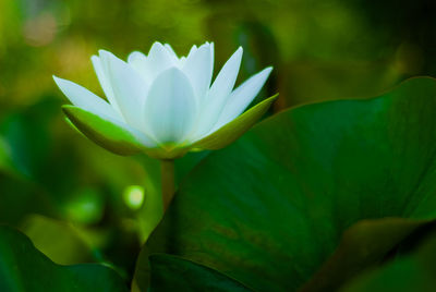 Close-up of white flowering plant