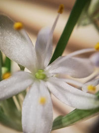 Close-up of wet white flowering plant