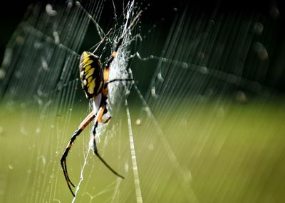 Close-up of spider and web against blurred background