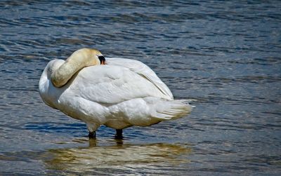 Swan swimming in lake