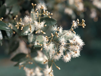 Close-up of wilted plant