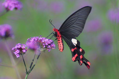 Close-up of butterfly pollinating on purple flower