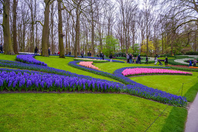 View of purple flowering plants in park