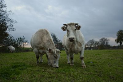 Cows on field against sky