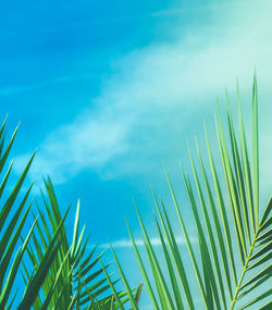 Low angle view of palm tree against sky