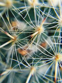 Close-up of plant against white background