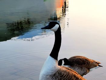 Ducks swimming in lake
