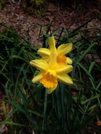 Close-up of yellow flower blooming in field