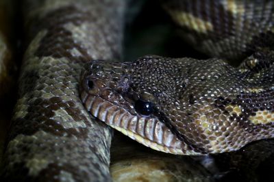 Close-up of lizard