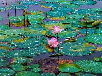 Close-up of lotus water lily in pond