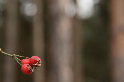 Close-up of red berries