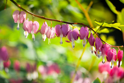 Close-up of pink flowers hanging on plant