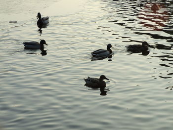 Ducks swimming on lake