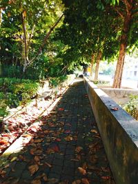 Footpath amidst leaves in park during autumn