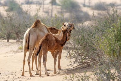 Camels standing at desert