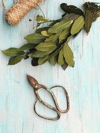 High angle view of plant on table