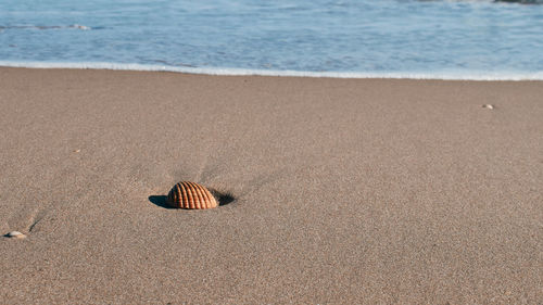High angle view of shell on beach