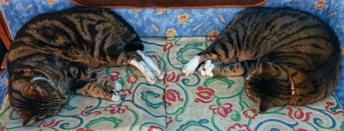 Close-up of cat lying on carpet