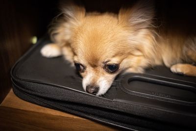 Close-up of a dog