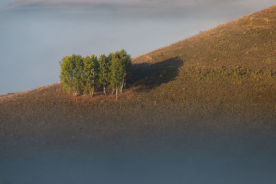 Trees on field against clear sky