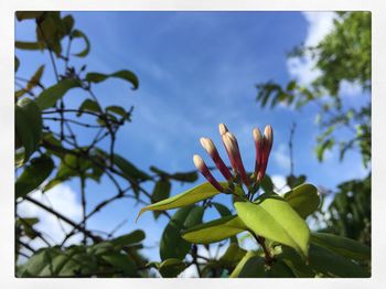 Close-up of flower tree against sky