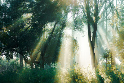 Trees in forest