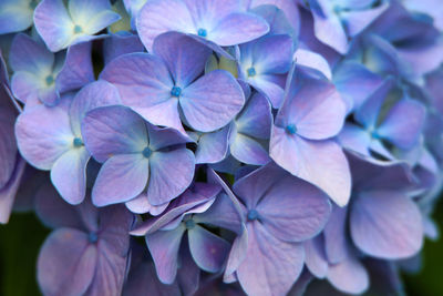Close-up of fresh purple hydrangea flowers