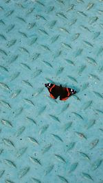 High angle view of butterfly on turquoise metal sheet