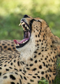 Close-up of tiger yawning