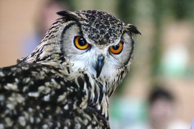 Close-up portrait of owl