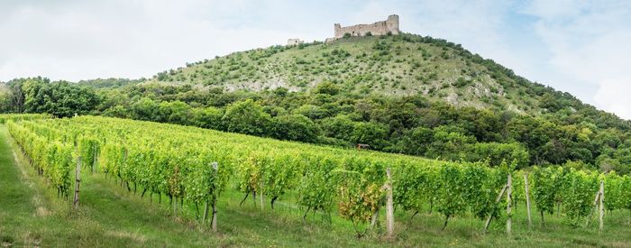 Vineyards panorama with castle devicky on the devin hill. the amazing vinery palava region, czechia