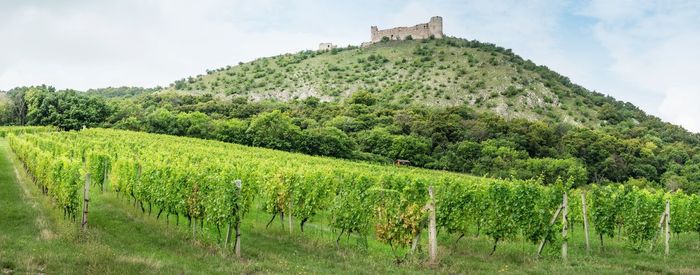 Scenic view of vineyard against sky