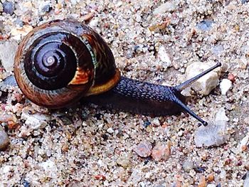 Close-up of snail on ground