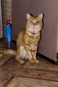 Cat sitting on floor at home