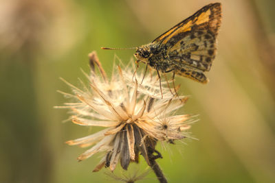 Close-up of butterfly pollinating on flower
