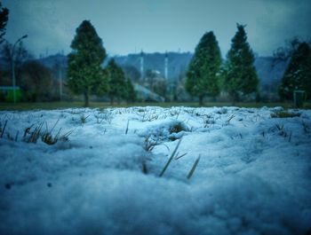 Close-up of snow covered plants