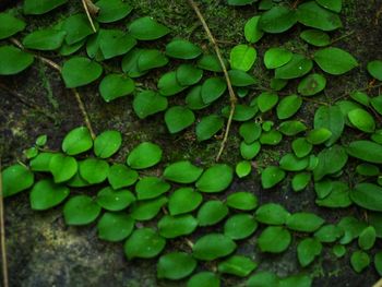 Green nature