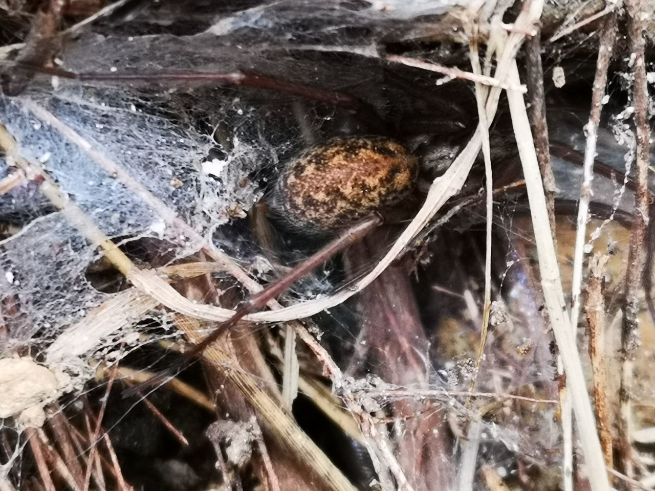 FULL FRAME SHOT OF FROZEN SPIDER WEB IN WINTER