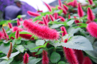 Close-up of red flowering plant