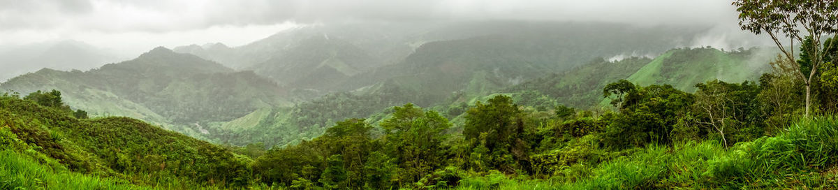 Panoramic view of trees in foggy weather
