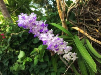 Close-up of purple flowers blooming outdoors