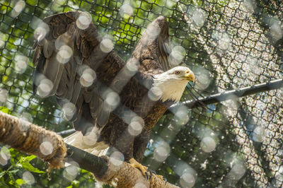 Bird perching on leaf