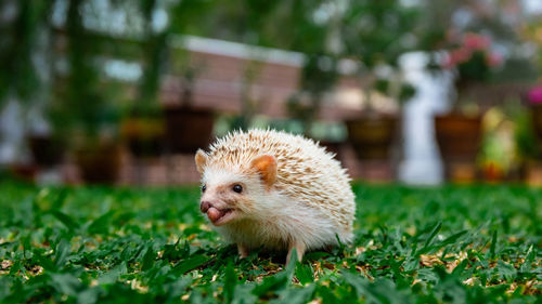 Close-up of a rabbit on field