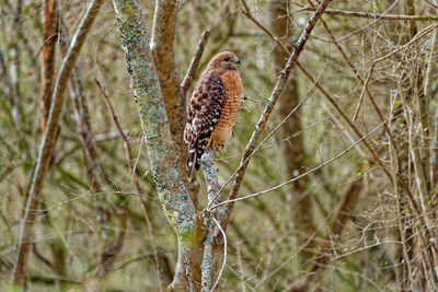 Close-up of bird perching on branch