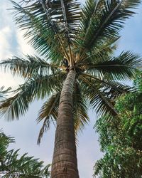 Low angle view of palm trees against sky