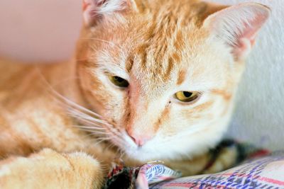 Close-up of cat relaxing on bed