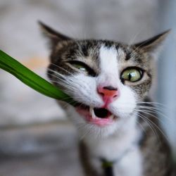 Close-up portrait of cat